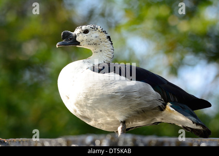 Bel maschio di anatra a pettine (Sarkidiornis melanotos) di appoggio al suolo Foto Stock