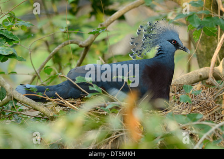 Bellissima femmina Victoria incoronato piccione (Goura victoria) lei cova uova Foto Stock