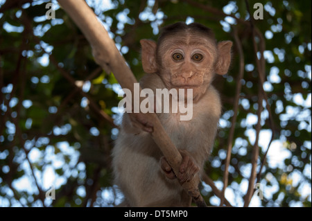 Monkey lungo la strada nel Parco Nazionale di Sanjay Gandhi, Borivalli, Maharashtra, Mumbai. Foto Stock