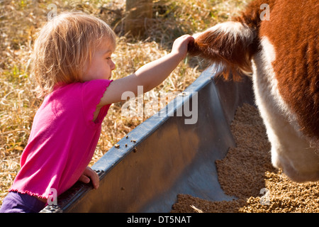 Bambina gioca con una mucca Foto Stock