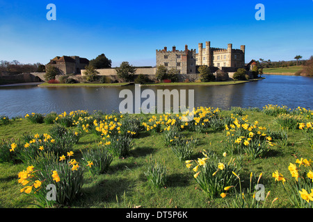 La molla Daffodil fiori al Castello di Leeds Kent England Regno Unito Foto Stock