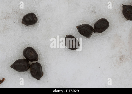 Daini, Daim, pollina in inverno, la neve. Losung vom Damwild, Kot im Schnee, inverno, Damhirsch, Cervus dama Foto Stock