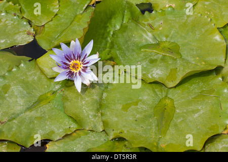 Blue Lotus egiziano, Blaue Ägyptische Seerose, Blaue Ägyptische Lotusblume, Nymphaea caerulea, ninfei nouchali var. caerulea Foto Stock