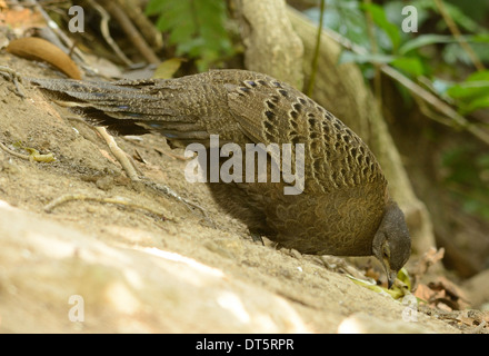 Bellissima femmina grigio-blu pavone fagiano (Polyplectron bicalcaratum) nella foresta thailandese Foto Stock