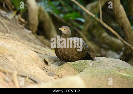 Bellissima femmina grigio-blu pavone fagiano (Polyplectron bicalcaratum) nella foresta thailandese Foto Stock