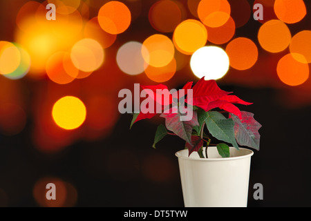 Euphorbia pulcherrima nota come stella di Natale (Poinsettia) con abstract sfondo arancione. Foto Stock