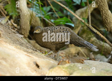 Bellissima femmina grigio-blu pavone fagiano (Polyplectron bicalcaratum) nella foresta thailandese Foto Stock