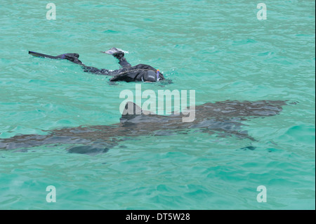 Nuoto con gli squali elefante Foto Stock