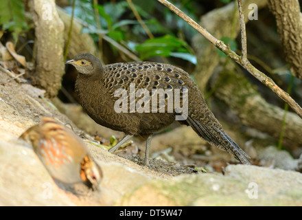 Bellissima femmina grigio-blu pavone fagiano (Polyplectron bicalcaratum) nella foresta thailandese Foto Stock