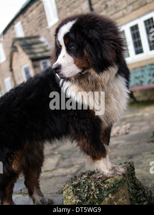 Bovaro del Bernese cucciolo Foto Stock