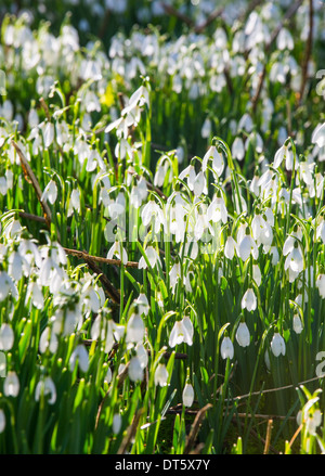 Snowdrops nella chiesa di St Peter cantiere, Stanton Lacy, Shropshire, Inghilterra Foto Stock