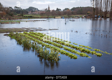 A Soorts Hossegor (Francia), la lattuga patch di un riparto emergente dal diluvio al tempo di piogge invernali. Foto Stock