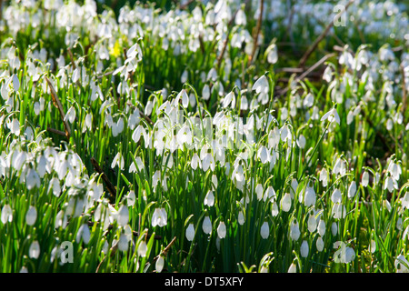 Snowdrops nella chiesa di St Peter cantiere, Stanton Lacy, Shropshire, Inghilterra Foto Stock