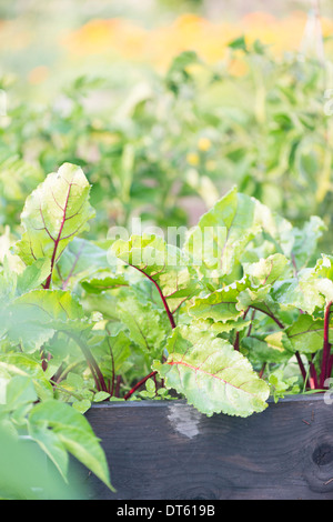 Bietole novelle piante che crescono nel giardino vegetale Foto Stock