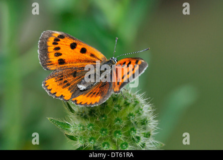 Rame di grandi dimensioni - farfalla Lycaena dispar femmina Foto Stock