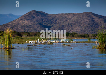 Grande bianco pellicani (Pelecanus Onocrotalus) sulla riva del lago Chamo, Arba Minch, Etiopia Foto Stock