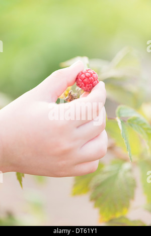 Stretta di mano del bambino la raccolta dei lamponi maturi su bush nel giardino, con spazio per una copia dello spazio. Foto Stock