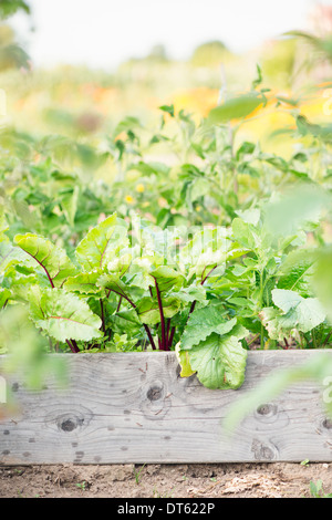 Bietole novelle piante che crescono nel giardino vegetale Foto Stock