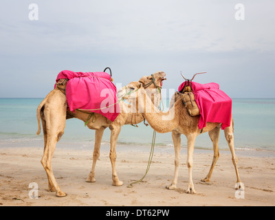 Due cammelli permanente sulla spiaggia in Tunisia Foto Stock