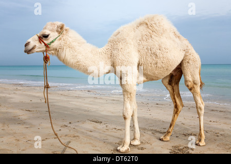 White baby cammello sulla spiaggia in Tunisia Foto Stock