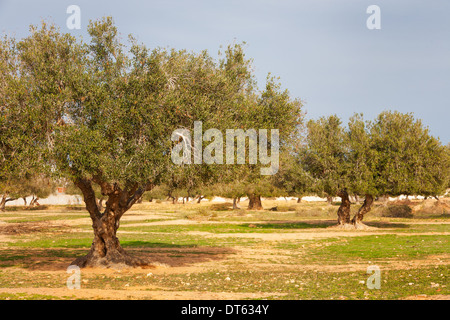 Olive tree plantation in Tunisia Foto Stock