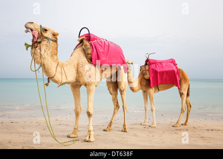 Due dromedario cammelli sulla spiaggia in Tunisia Foto Stock