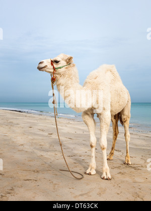 White baby cammello sulla spiaggia in Tunisia Foto Stock