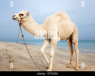 White baby cammello sulla spiaggia in Tunisia Foto Stock