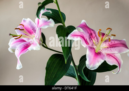 Il Lilium 'Stargazer' (il giglio Stargazer) è un ibrido lily del gruppo orientale Foto Stock