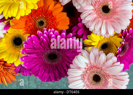 Gerbera jamesonii è una specie di fioritura delle piante in genere Gerbera Foto Stock