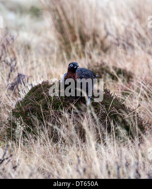 Red Grouse su Heather, Cairngorms National Park, Scozia Foto Stock