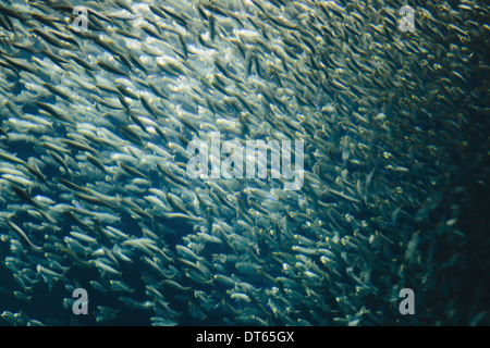 Una scuola di le sardine del Pacifico pesce, in una secca, muovendo nella stessa direzione al Monterey Bay Aquarium. Foto Stock