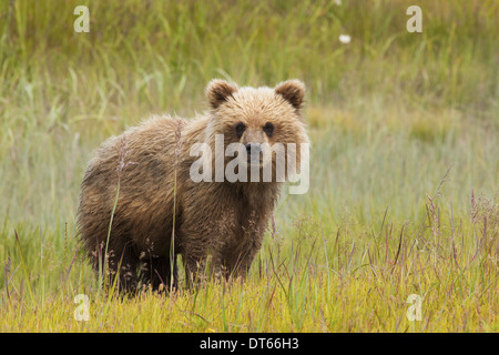 Orso bruno, il Parco Nazionale del Lago Clark, Alaska, STATI UNITI D'AMERICA Foto Stock