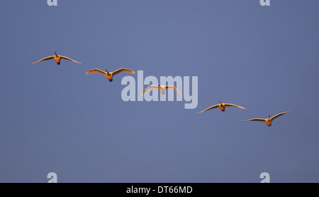 Trumpeter swans volare in formazione oltre la Skagit Valley, Washington. Foto Stock