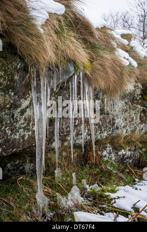 Ghiaccioli su Blackingstone Rock, Dartmoor, Devon, Regno Unito Foto Stock