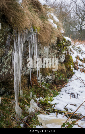 Ghiaccioli su Blackingstone Rock, Dartmoor, Devon, Regno Unito Foto Stock