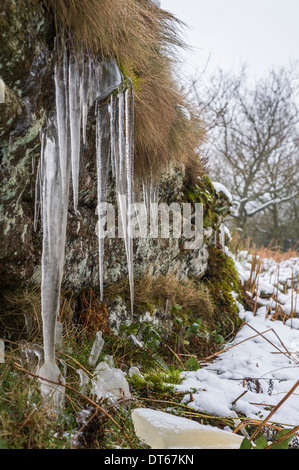 Ghiaccioli su Blackingstone Rock, Dartmoor, Devon, Regno Unito Foto Stock