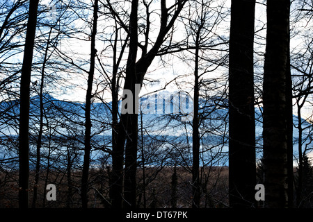 Alpi bavaresi visto attraverso i rami degli alberi da Herrenchiemsee, Chiemsee, Alta Baviera, Germania, Europa Foto Stock