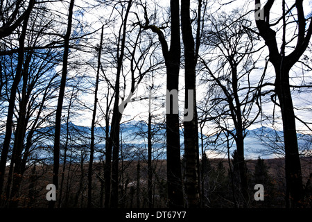 Alpi bavaresi visto attraverso i rami degli alberi da Herrenchiemsee, Chiemsee, Alta Baviera, Germania, Europa Foto Stock