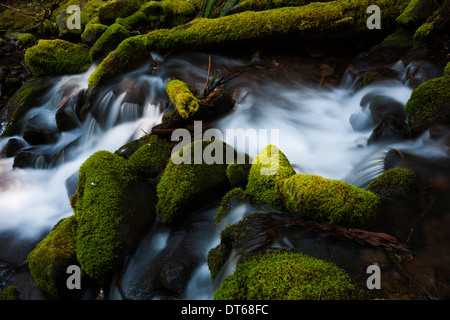 Barnes Creek con acqua che scorre sulle rocce di muschio nel Parco Nazionale di Olympic, Washington, Stati Uniti d'America Foto Stock