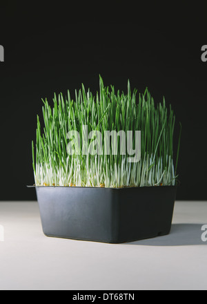 Un vassoio poco profondo di wheatgrass organico in un mezzo di coltura. Verde e bianco steli. Foto Stock