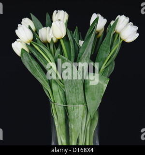 Tulipani bianco in un vaso, contro uno sfondo nero Foto Stock