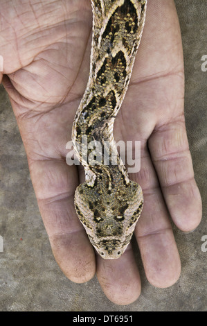 Un serpente, Bitis arietans, sulla mano di un serpente incantatore in Marocco Foto Stock