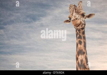 Close up ritratto della giraffa Foto Stock