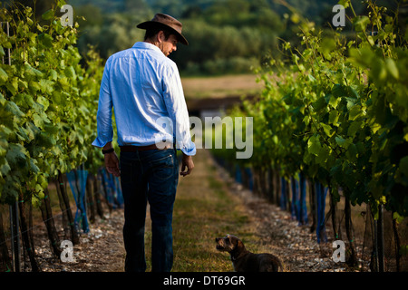 Metà uomo adulto e monitoraggio del cane di vino e champagne vitigni, Cottonworth, Hampshire, Regno Unito Foto Stock