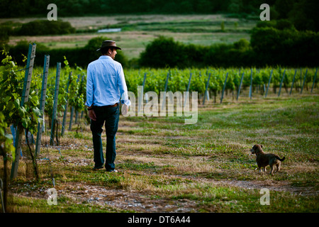 Metà uomo adulto e monitoraggio del cane di vino e champagne vigneto, Cottonworth, Hampshire, Regno Unito Foto Stock