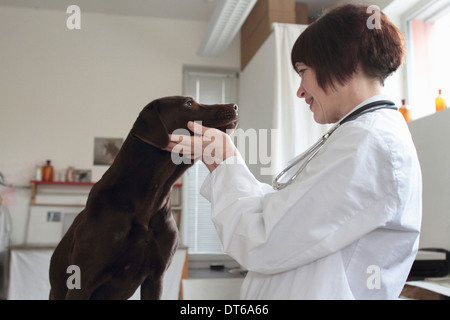 Veterinario femmina esaminando cani occhi in clinica Foto Stock