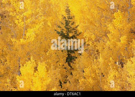 Vista in elevazione sopra le cime degli alberi di aspen nella Dixie National Forest in autunno. Foto Stock