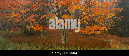 Un albero di acero con fogliame di autunno, foglie rosse sui rami e che cadono dagli alberi. Foto Stock