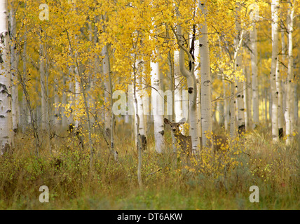 Autunno in Uinta National Forest. Un cervo in Aspen alberi. Foto Stock